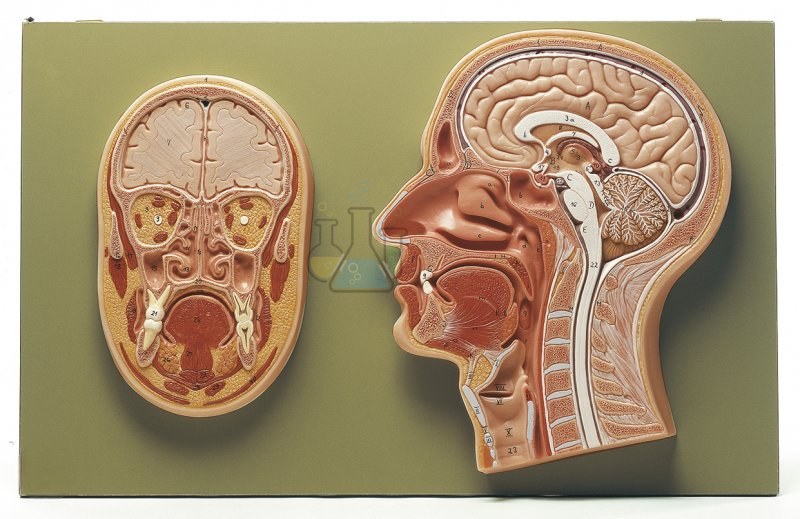 Median and Frontal Head Model